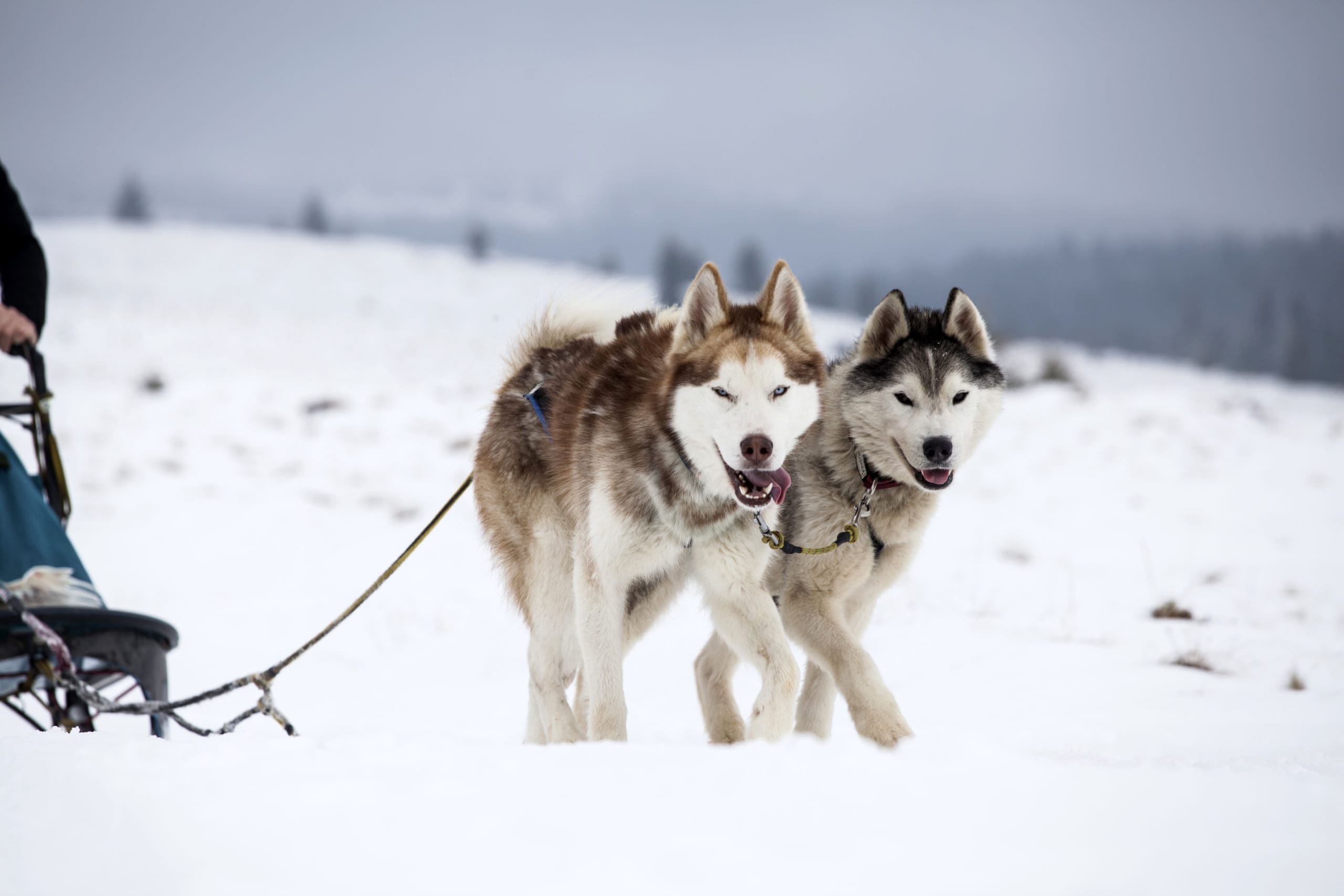 Ely Chamber of Commerce, WolfTrack Classic Sled Dog Race North Shore